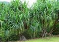 Tahitian screwpine